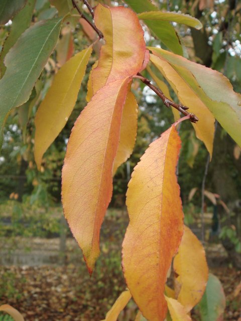 Prunus padus automne P1D